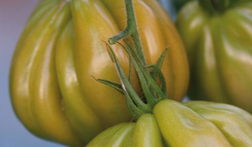 POMODORO CUORE DI BUE