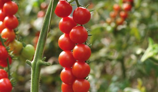 POMODORO CILIEGINO